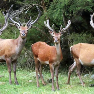 Guided Hunt Application