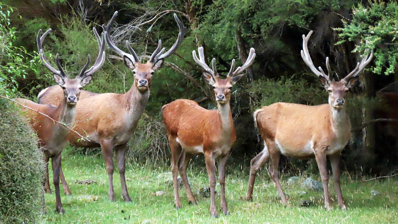Guided Hunt Application